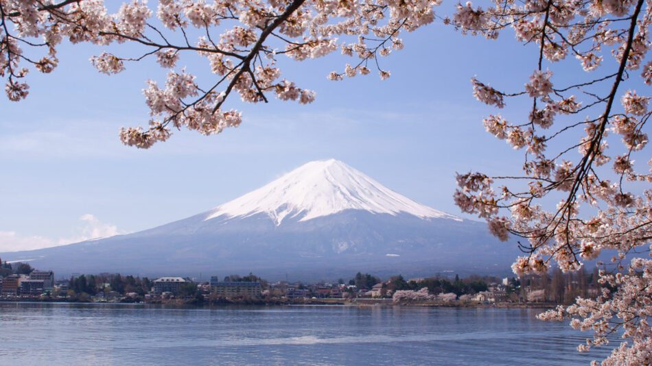 japan-cherry-blossom