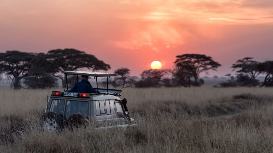 sunset safari in South Africa