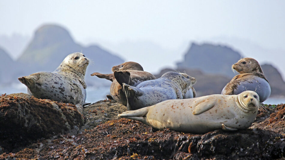 seals-wales