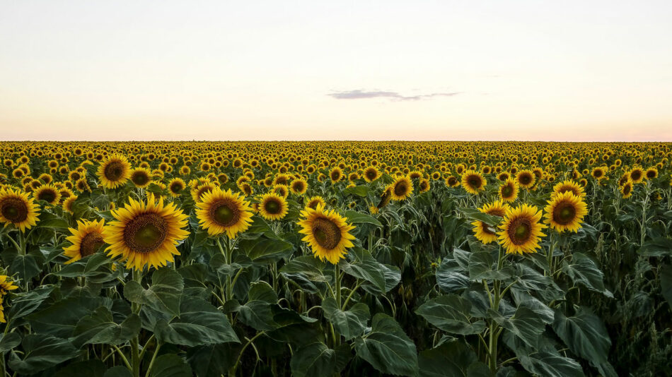 sunflower-field