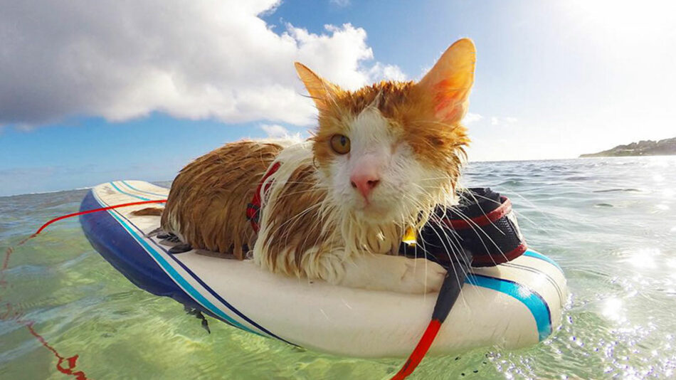 A surfboarding cat enjoying the hidden gems of Hawaii's ocean.