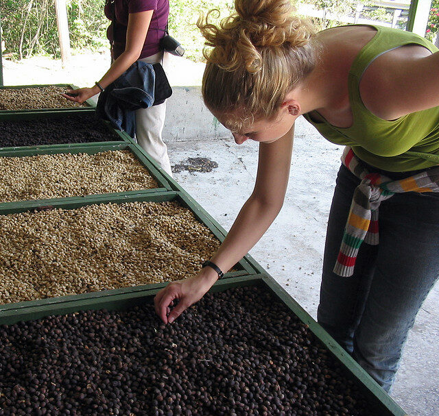 A woman examining a tray of coffee beans while referring to her Central America travel guide.