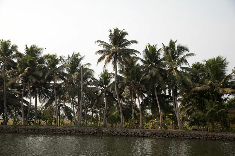 palm-trees-kerala-backwaters-south-india