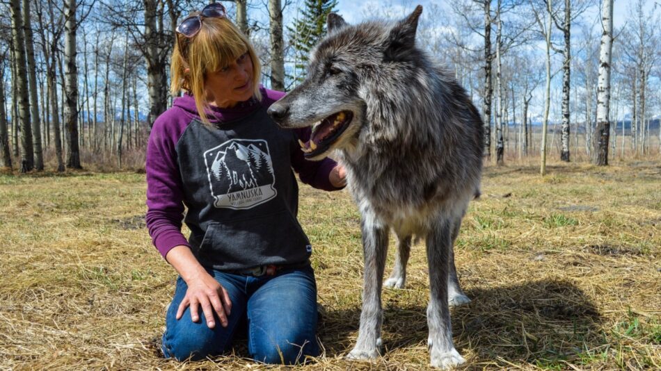 Yamnuska Wolfdog Sanctuary