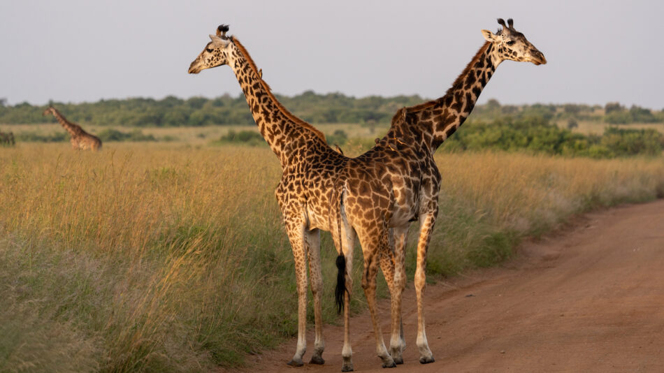 Giraffes in East Africa