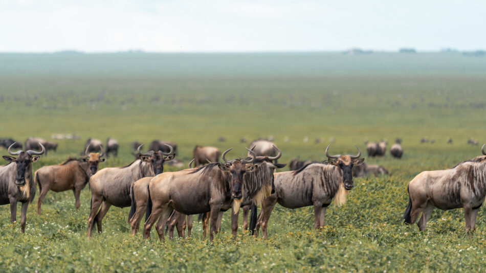 Wildebeest in East Africa