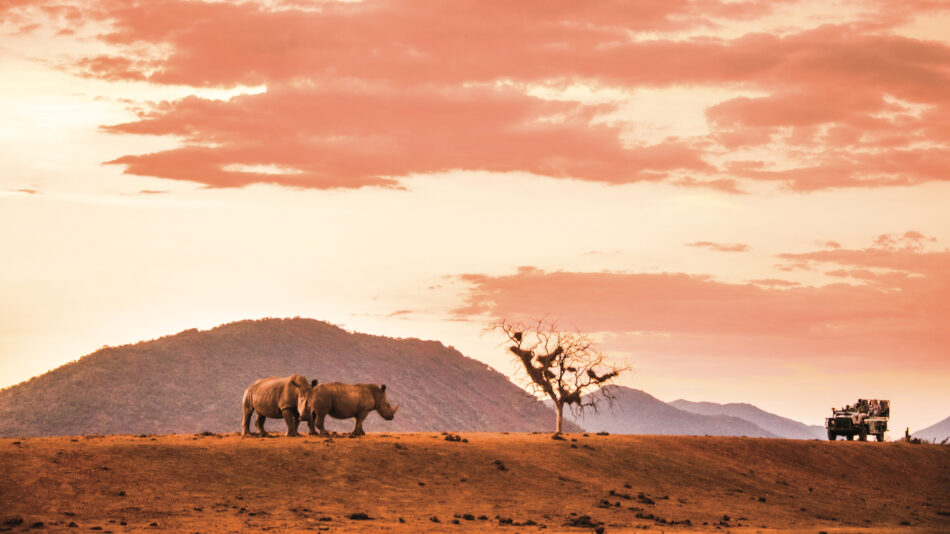 Africa Kruger National Park safari sunset animals