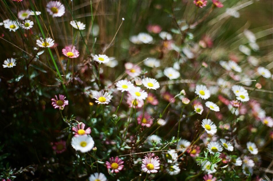 Allan Hinton - Blue Mountains Australia flowers