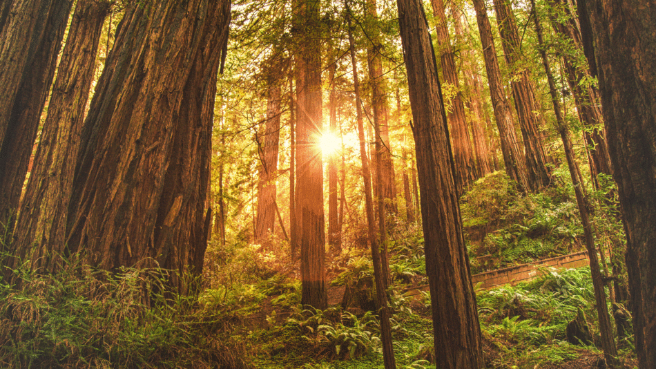 The sun is shining through a hidden forest of redwood trees, an absolute gem in Hawaii.