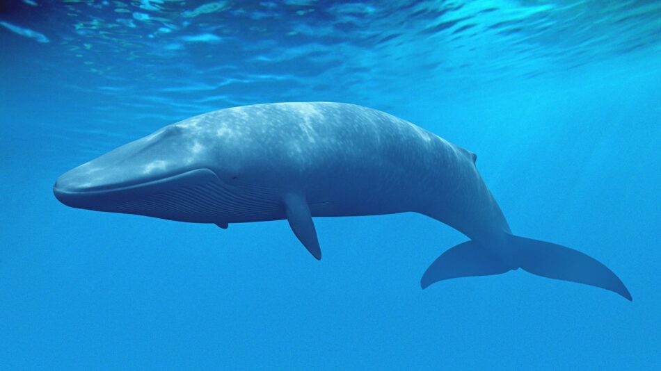 Blue whale