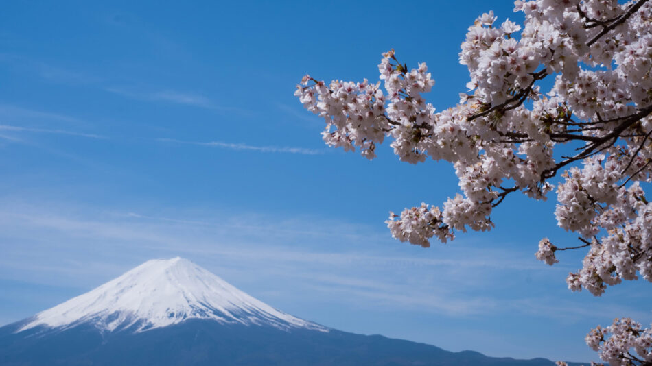 Fuji cherry blossoms