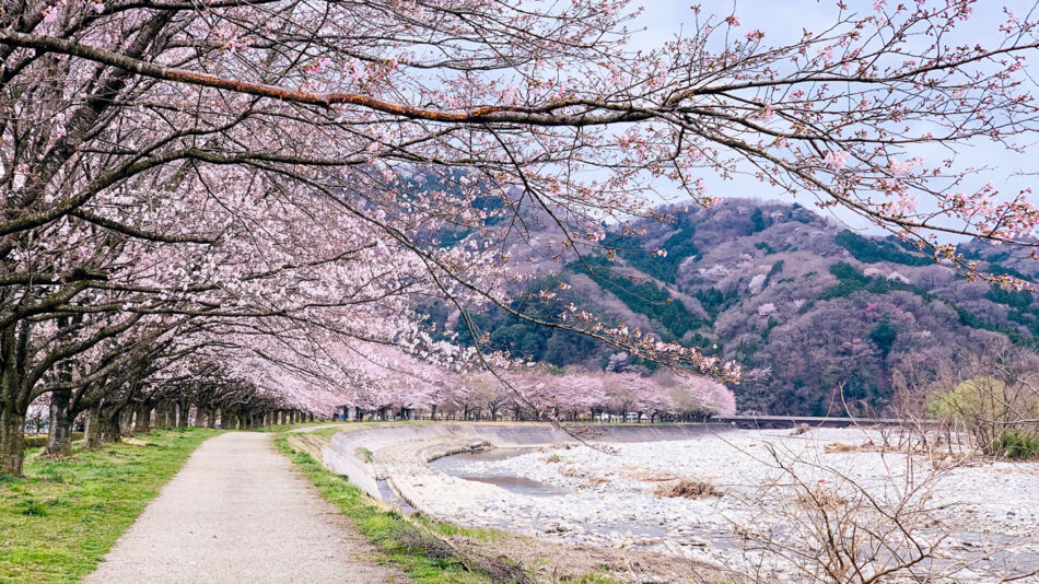 Japanese cherry blossoms