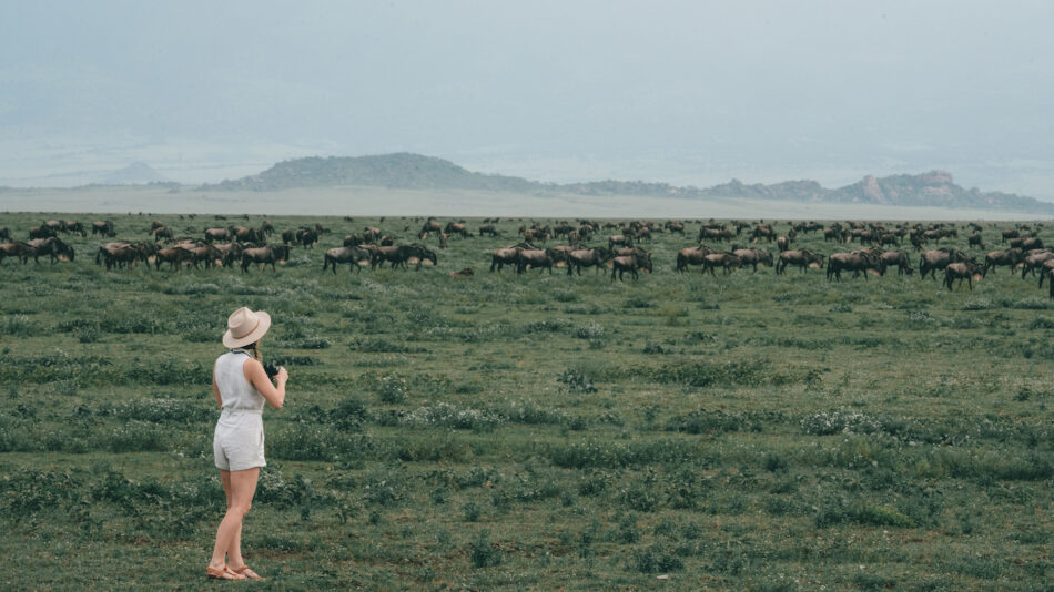 Nadine and wildebeests