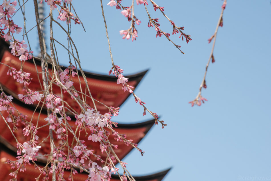 A pagoda with pink blossoms and a blue sky.