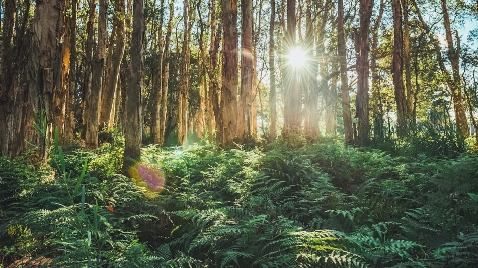 Forest trees in Australia