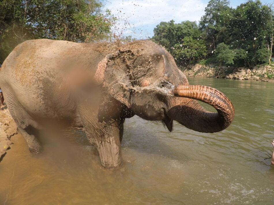 An elephant is being bathed in a river.