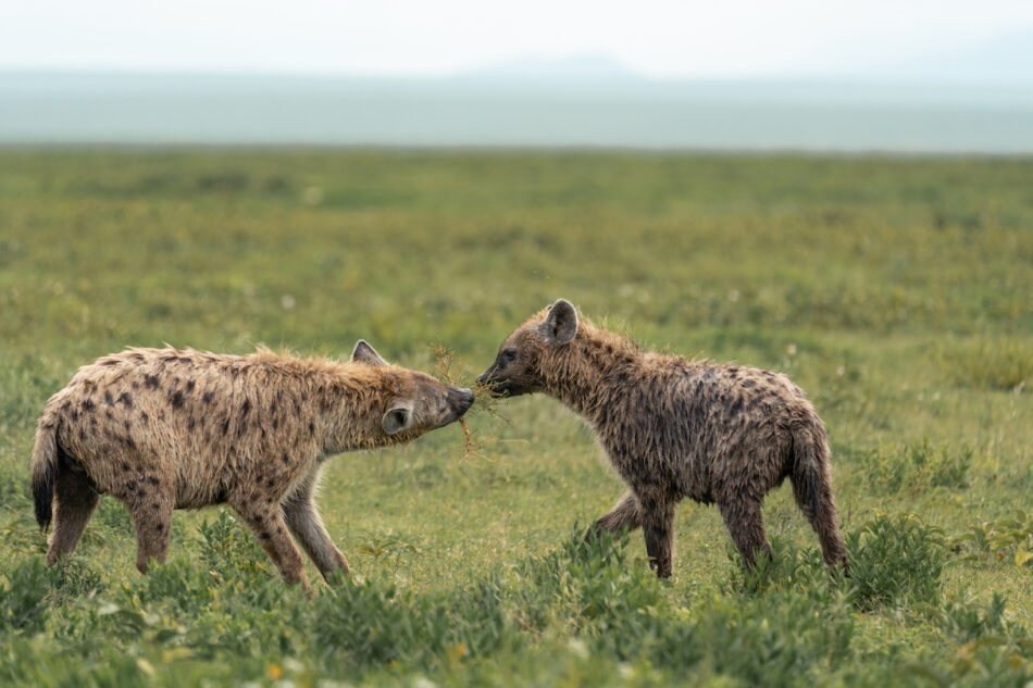 Two hyenas in a grassy field.