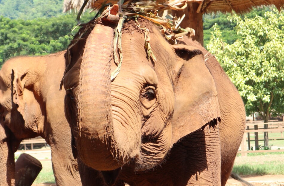 Elephant in Thailand