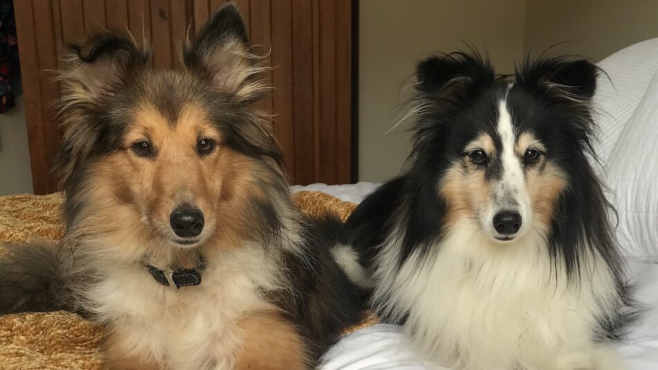 Two dogs laying on a bed next to each other.