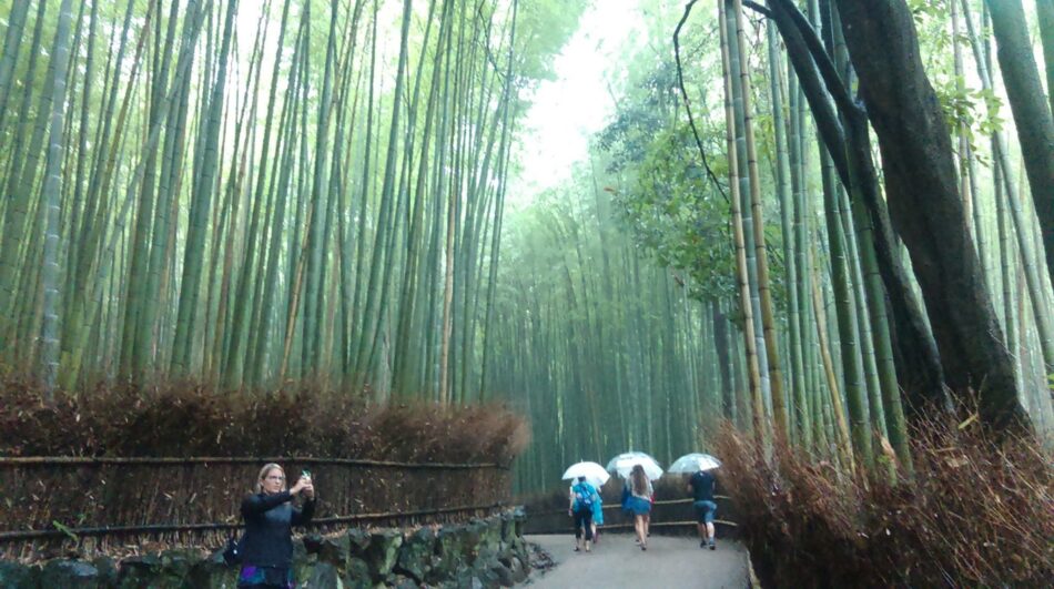 A group of people walking through a bamboo forest in Japan.