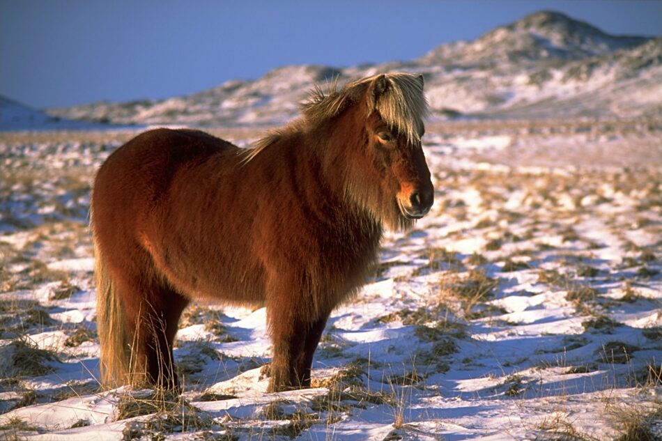 Icelandic horse in winter