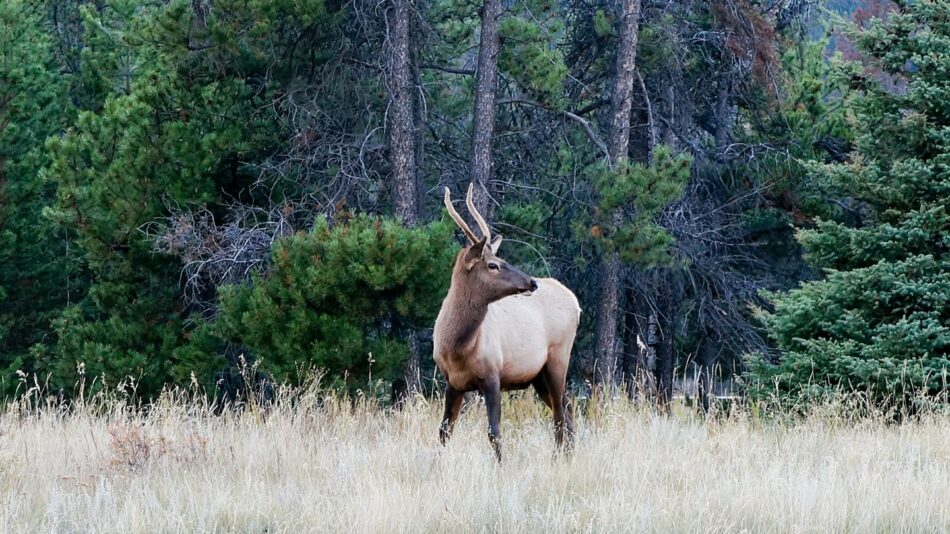 An elk standing in tall grass near trees.