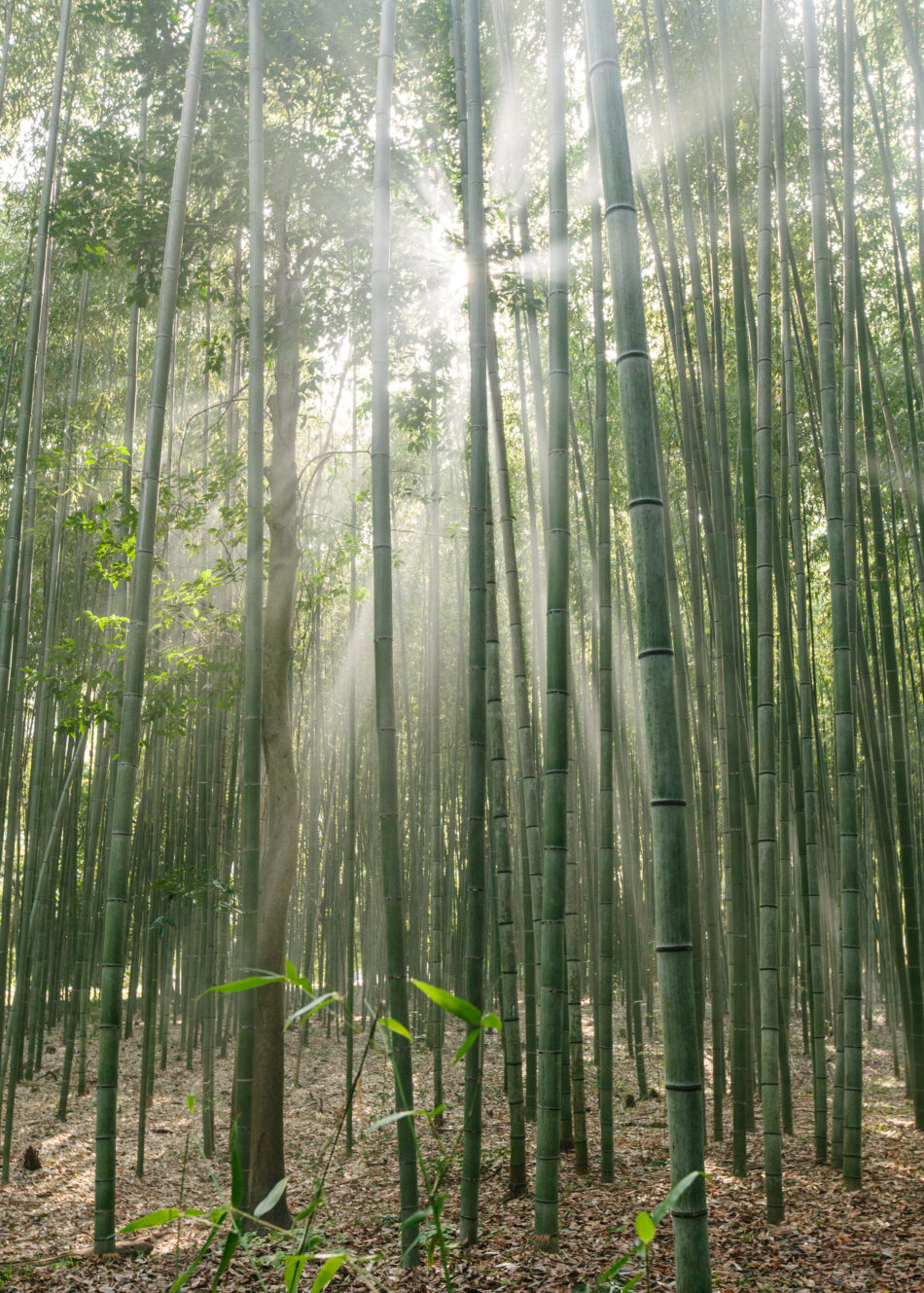 Sun dappled sea of bamboo