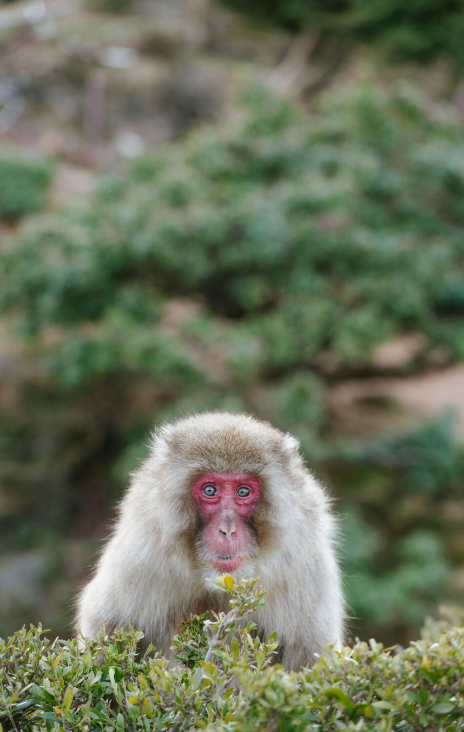 A portrait of a wild monkey