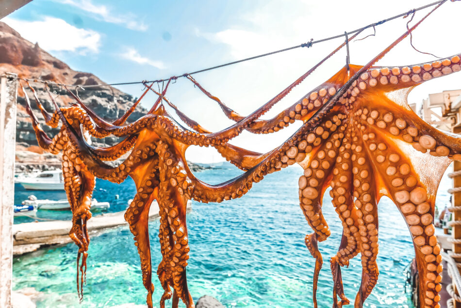 An octopus, dangling on a line near the ocean, framed against a picturesque backdrop.