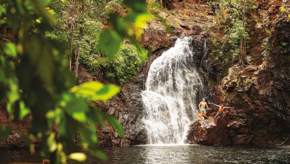 A forest with a waterfall.