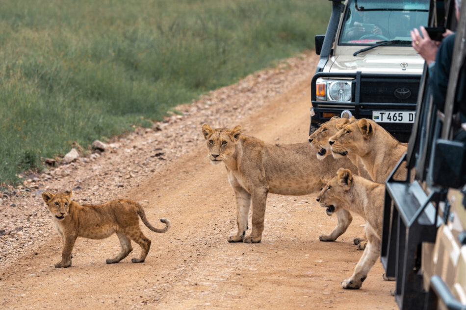 A group of lions walking on a dirt road.