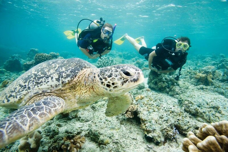 Go Diving and Swimming With Green Sea Turtles