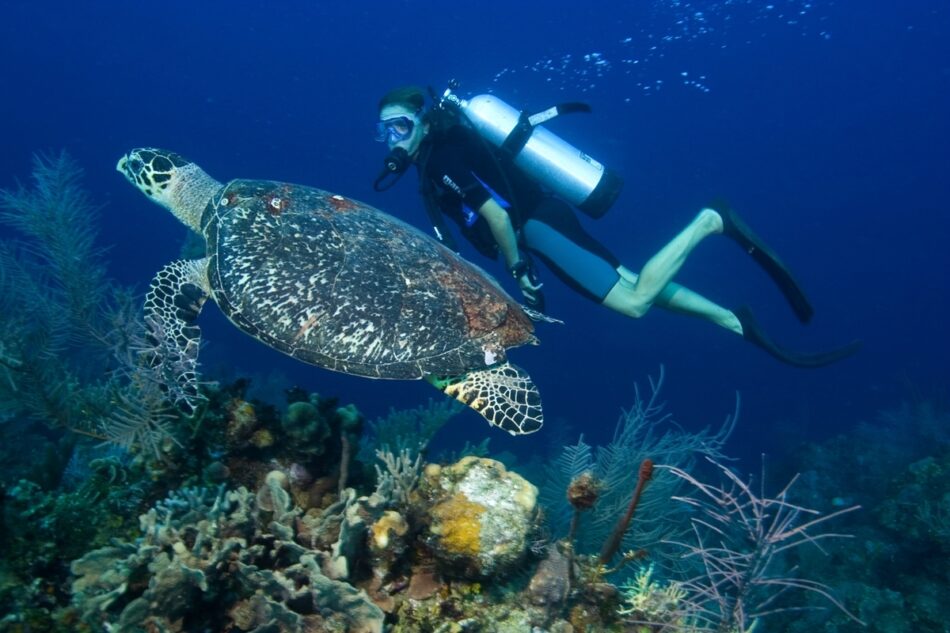 PADI-turtle-scuba-diver