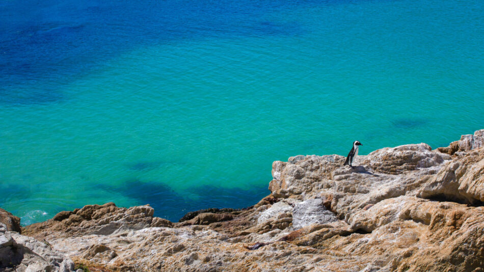 Penguins in South Africa