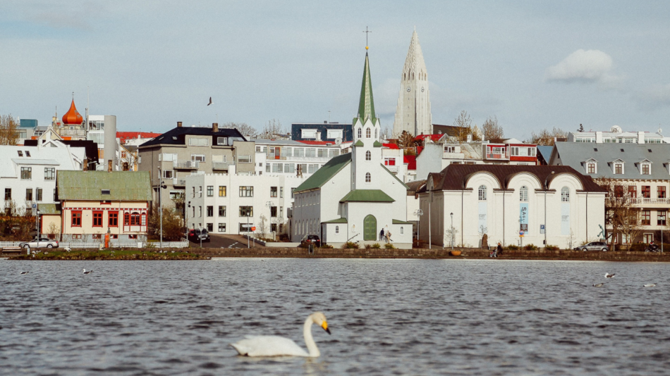 A swan is swimming in a lake next to buildings.