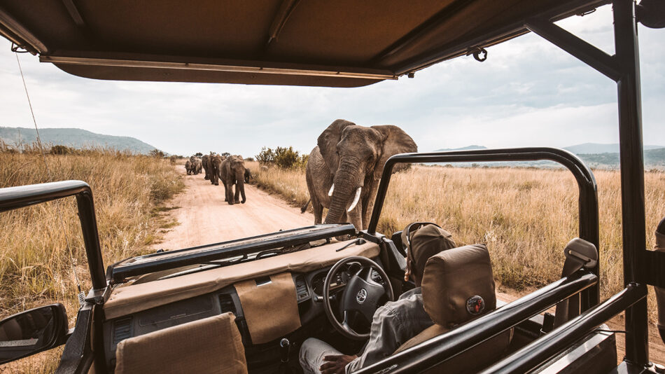 Safari & Elephants