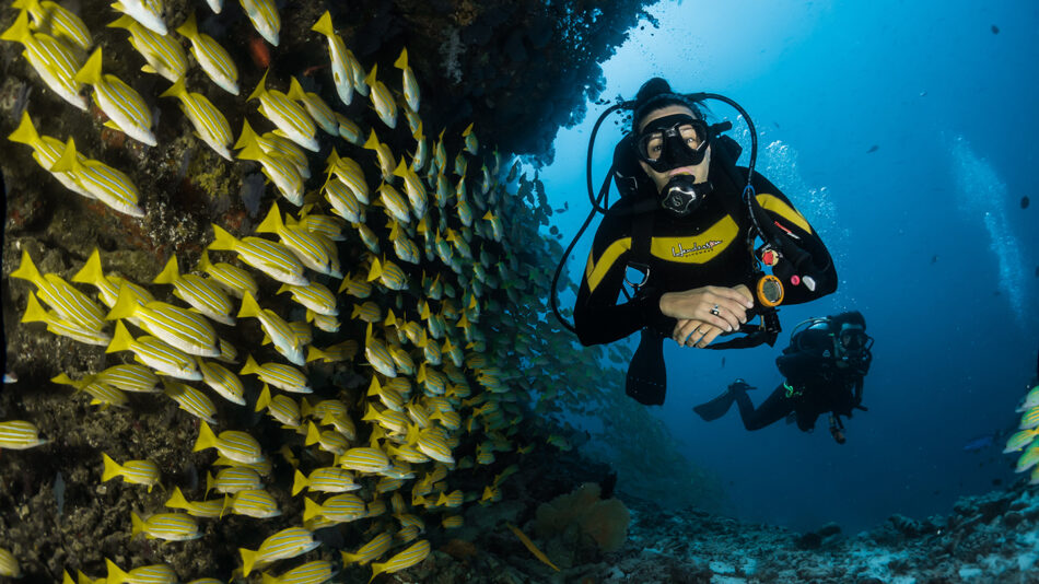 A scuba diver exploring vibrant yellow fish in Thailand.