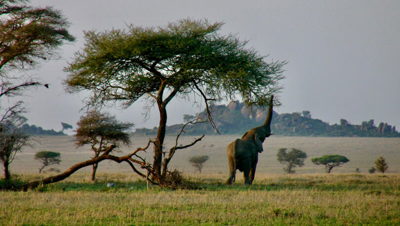 An elephant standing under a tree in Africa.