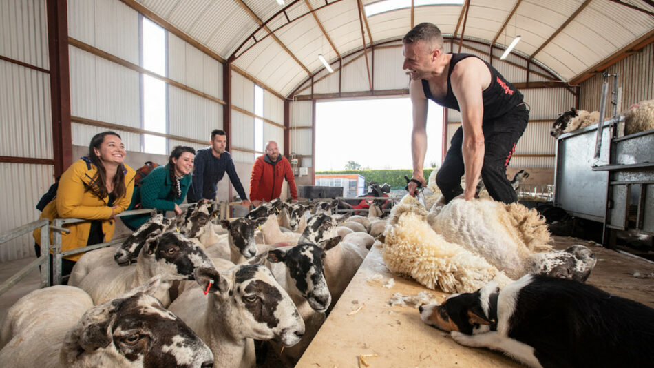 Sheep shearing