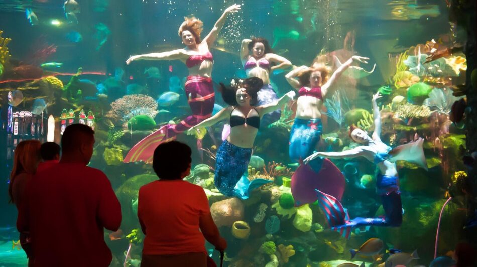 Mermaids in the Silverton aquarium