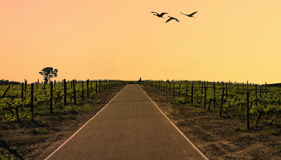 A dirt road with birds flying over it.