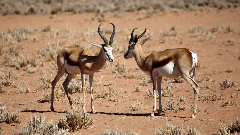 A pair of gazelles standing in the desert.