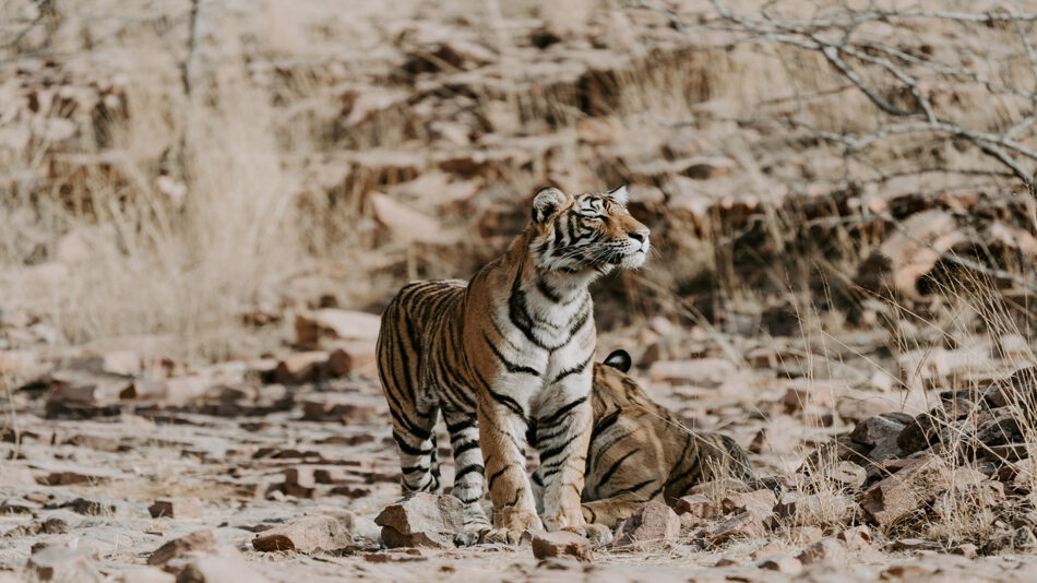 Two tigers standing in the middle of a field.