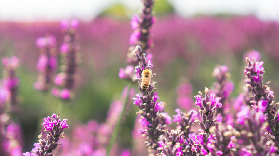 alpine lavender fields new zealand