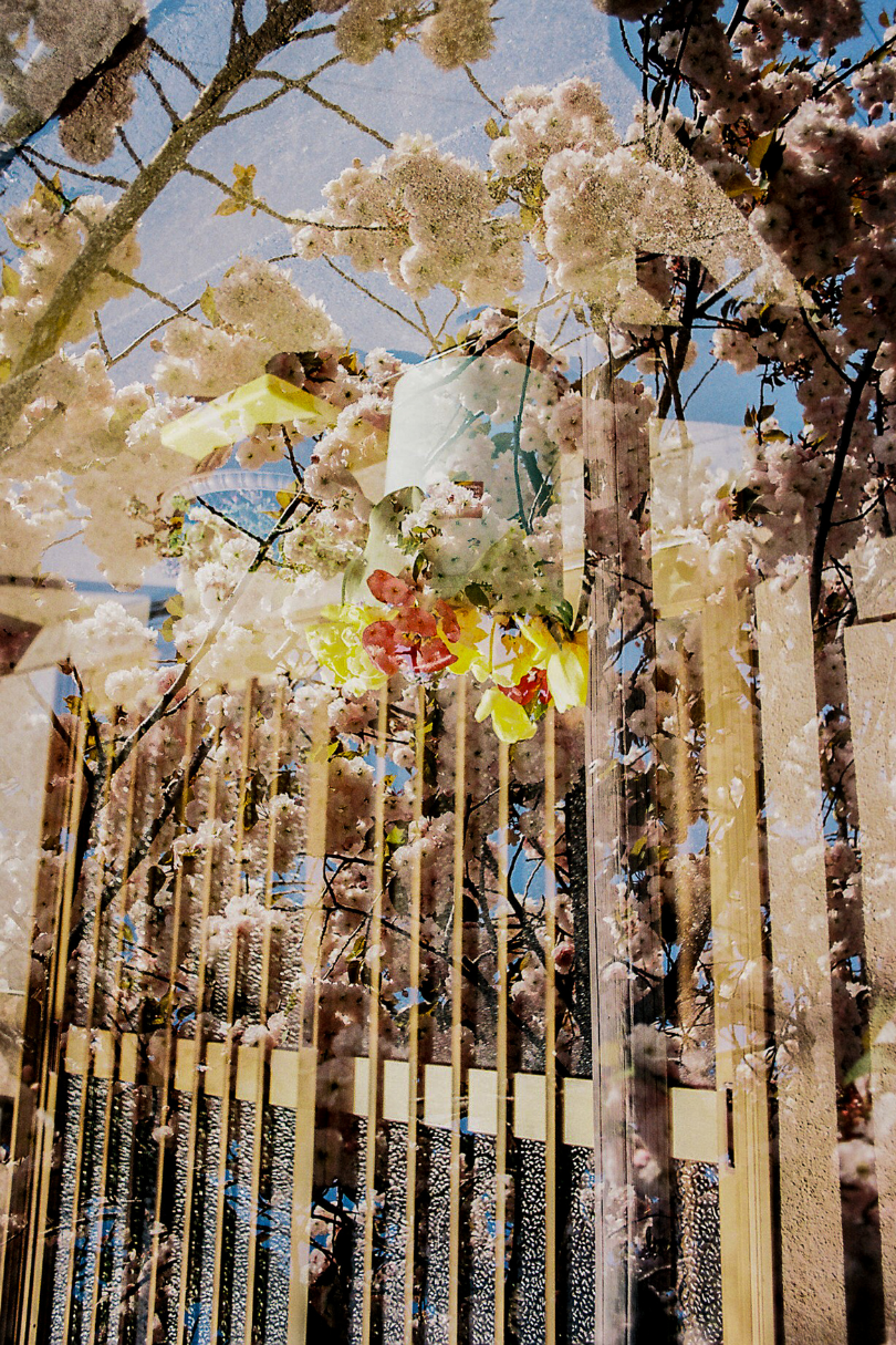 Cherry blossoms reflected in a glass window.