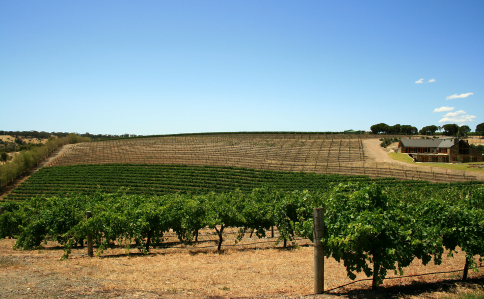 A row of vines in a vineyard.