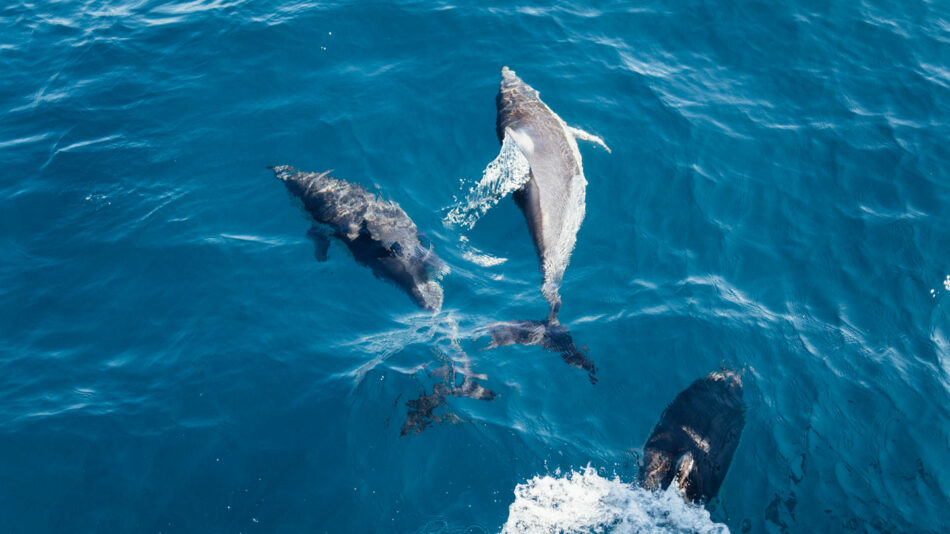 Travel goals: A pod of dolphins gracefully swimming in the ocean.