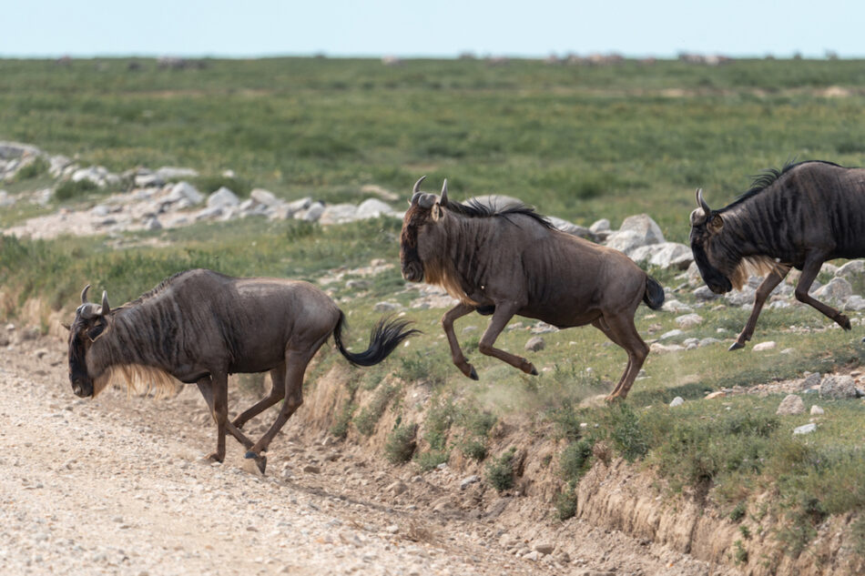 African wildebeest running on a dirt road during an African safari experience.