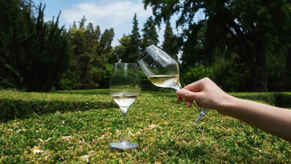 wine glasses with forest view