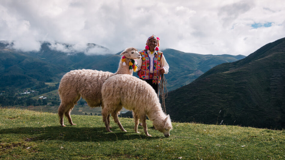 adventure activities in the sacred valley - llama in the sacred valley